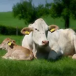 Recreatieboerderij Tergracht - Dr Huujstel Epen