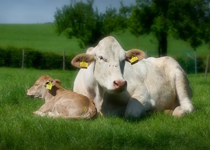 Recreatieboerderij Tergracht - Dr Huujstel Epen